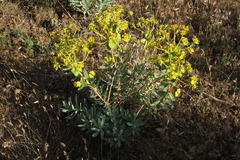 Euphorbia esula