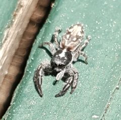 Ocrisiona leucocomis