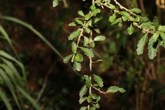 Acalypha capillipes