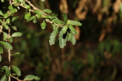 Acalypha capillipes