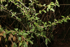 Acalypha capillipes