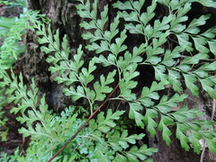 Asplenium laserpitiifolium