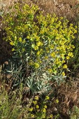 Euphorbia esula