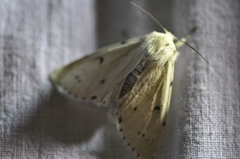 Acronicta leporina
