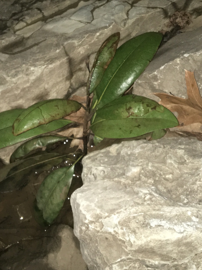 Magnolia grandiflora, W Matthews Ave, Jonesboro, AR, US