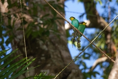 Psarisomus dalhousiae