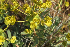 Euphorbia esula