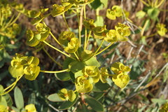 Euphorbia esula
