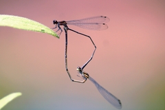 Prodasineura verticalis