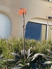 Aloe maculata