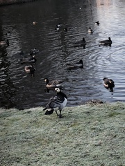 Branta leucopsis