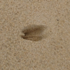 Raphicerus melanotis