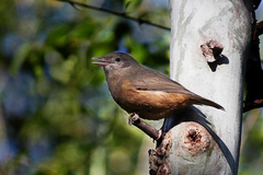 Colluricincla rufogaster