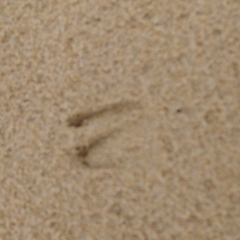 Raphicerus melanotis