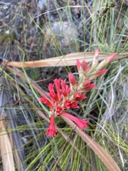 Tritoniopsis triticea