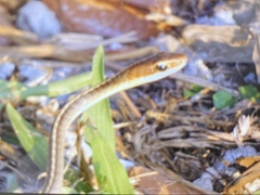 Chironius flavolineatus