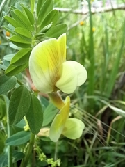 Vicia hybrida