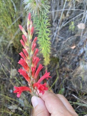 Tritoniopsis triticea