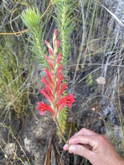 Tritoniopsis triticea