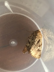 Amphipyra effusa