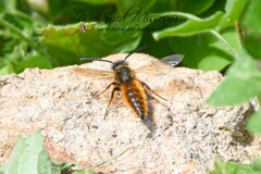 Dasyscolia ciliata