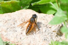 Dasyscolia ciliata