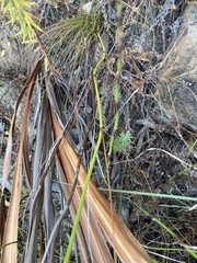 Tritoniopsis triticea