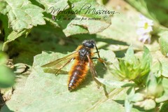 Dasyscolia ciliata