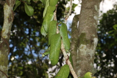 Parsonsia rotata