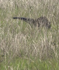 Myrmecophaga tridactyla