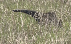 Myrmecophaga tridactyla
