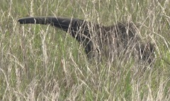 Myrmecophaga tridactyla