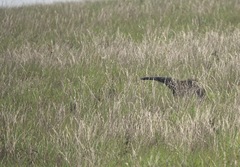 Myrmecophaga tridactyla