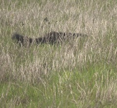 Myrmecophaga tridactyla