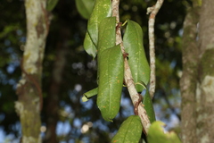 Parsonsia rotata