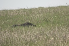 Myrmecophaga tridactyla