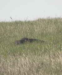 Myrmecophaga tridactyla