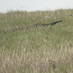 Myrmecophaga tridactyla