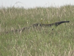 Myrmecophaga tridactyla