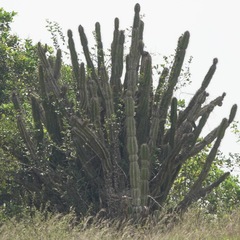 Cereus hexagonus