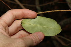 Parsonsia rotata