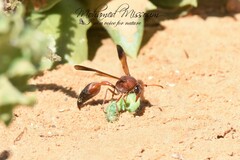 Delta dimidiatipenne