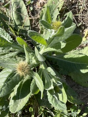Centaurea seridis maritima