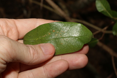Parsonsia rotata