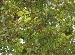 Strychnos psilosperma