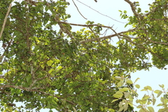 Strychnos psilosperma