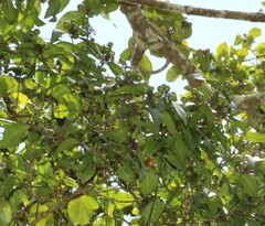 Strychnos psilosperma