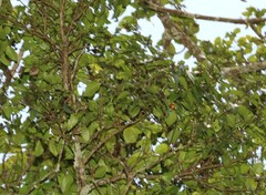 Strychnos psilosperma