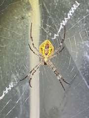 Argiope picta