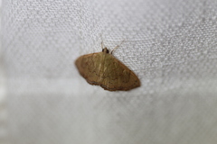 Hyalobathra